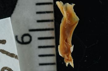 Media type: image;   Malacology 169841 Description: Digital documentation photo of preserved specimen.;